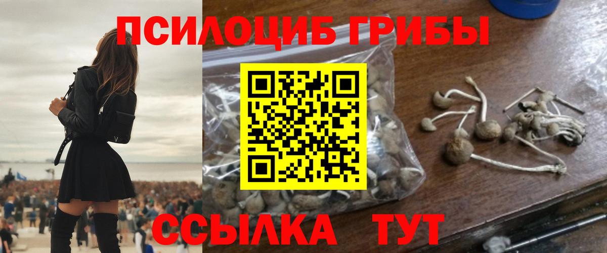 Псилоцибиновые грибы Psilocybine cubensis  Жуковский 